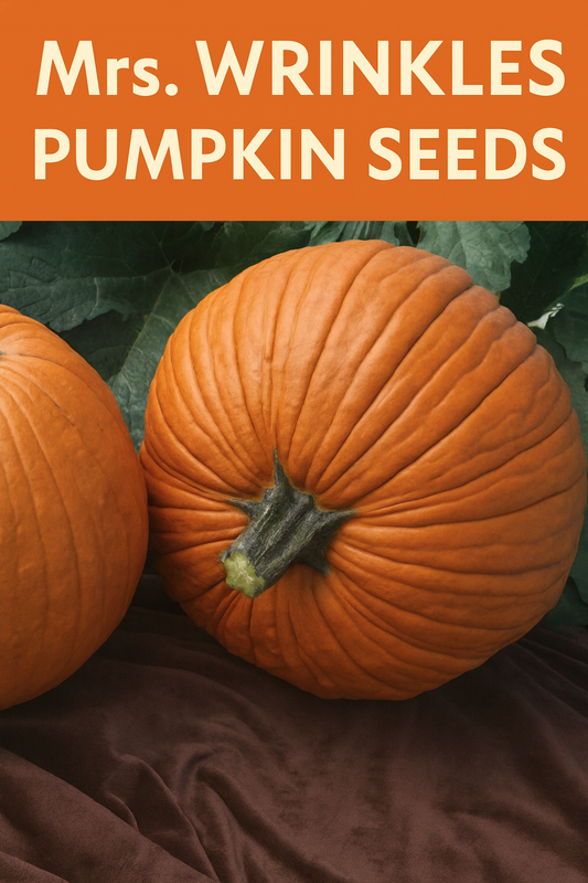 Mrs. Wrinkles Pumpkin Seeds showing a large deeply ribbed orange pumpkin perfect for fall harvest and decorative displays