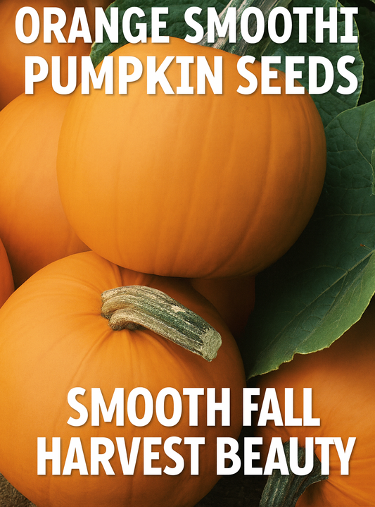 Orange Smoothie Pumpkin Seeds showing smooth, bright-orange pumpkins with sturdy green stems, perfect for fall harvest, carving, and decorative displays