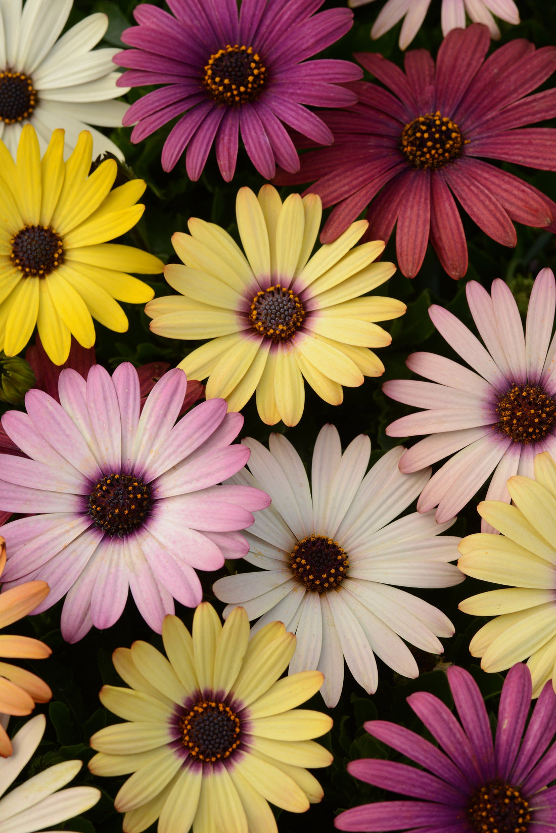 Osteospermum Akila Grand Canyon Mix with vibrant daisy blooms in orange, pink, and salmon tones growing in a sunlit garden