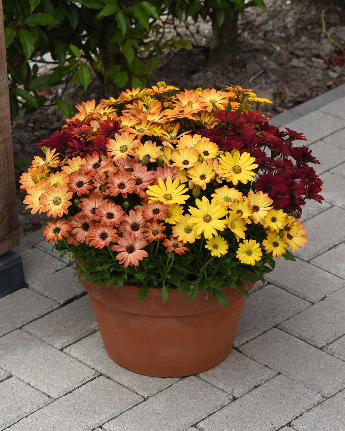 Osteospermum Akila Sunset Shades in full bloom showing a mix of orange, pink, and yellow daisy-like flowers in a sunny garden bed