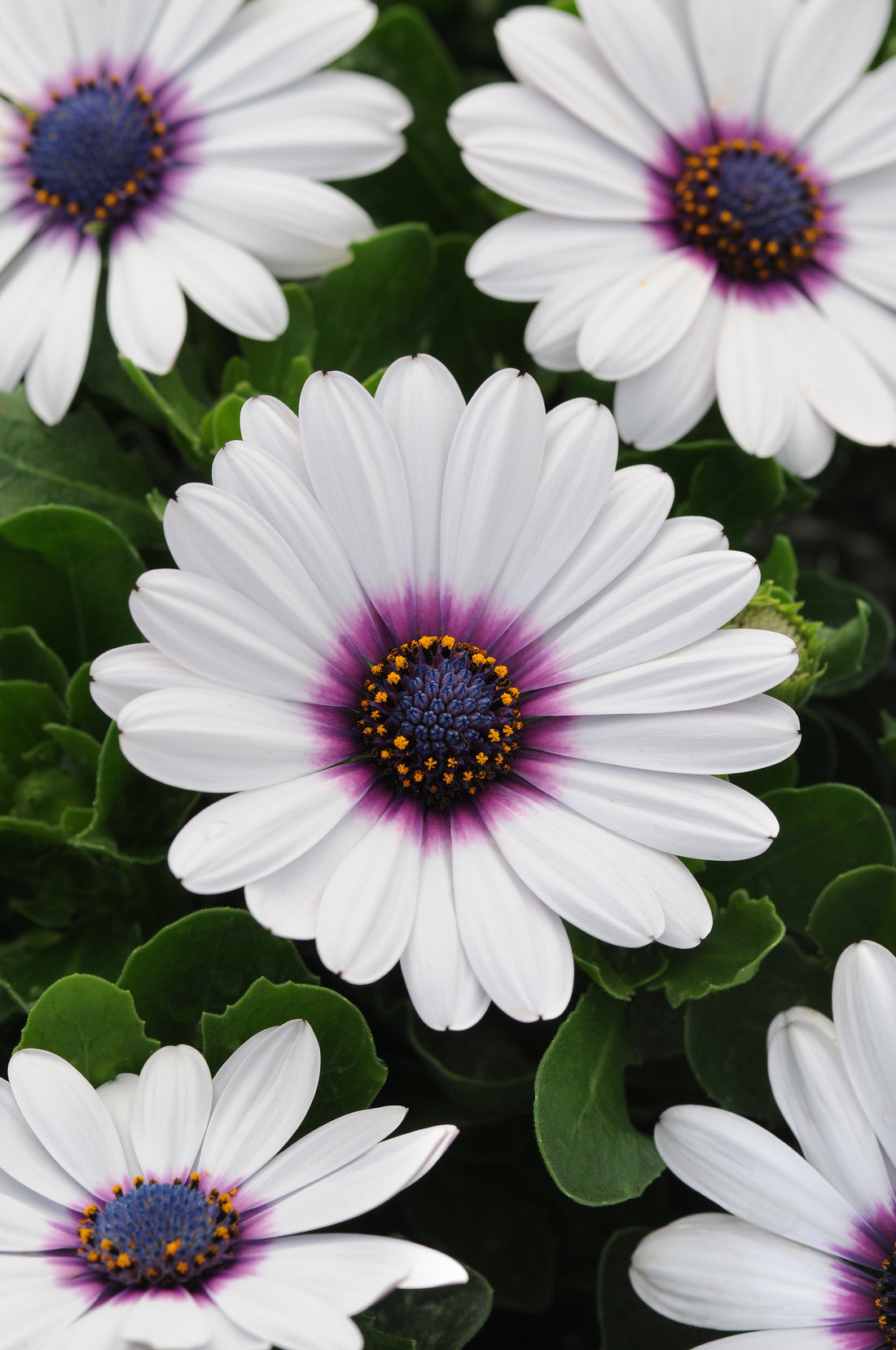 Osteospermum Akila White Purple Eye with crisp white petals and a vibrant purple center blooming in full sun garden