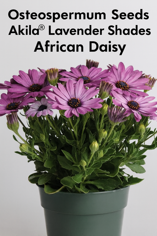 Osteospermum Akila® Lavender Shades African Daisy in full bloom with soft lavender-purple petals and dark centers in a garden pot