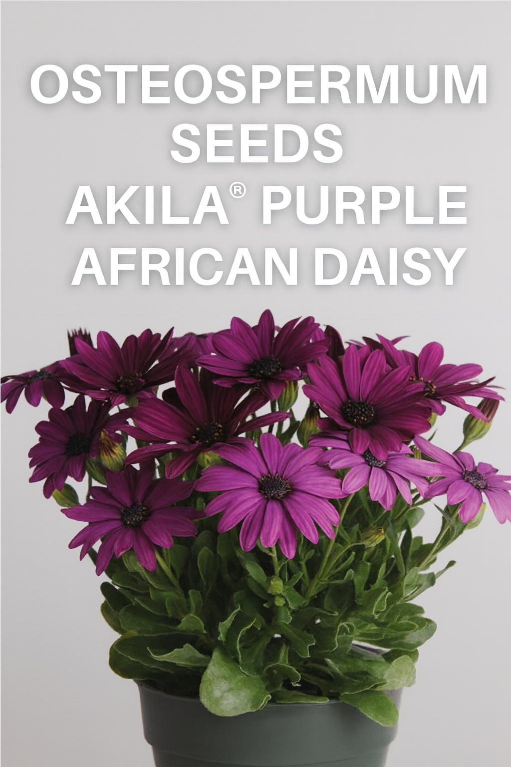 Bright purple Osteospermum Akila® African Daisy blooms in a pot, showcasing vivid petals and dark centers, grown from seed