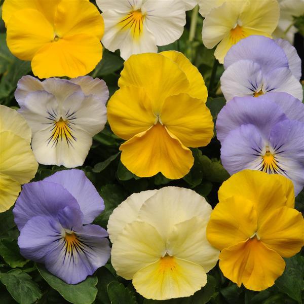 Trailing Pansy Cool Wave Pastel Mix in soft shades of lavender, pale yellow, and white blooming in a lush cascading garden bed