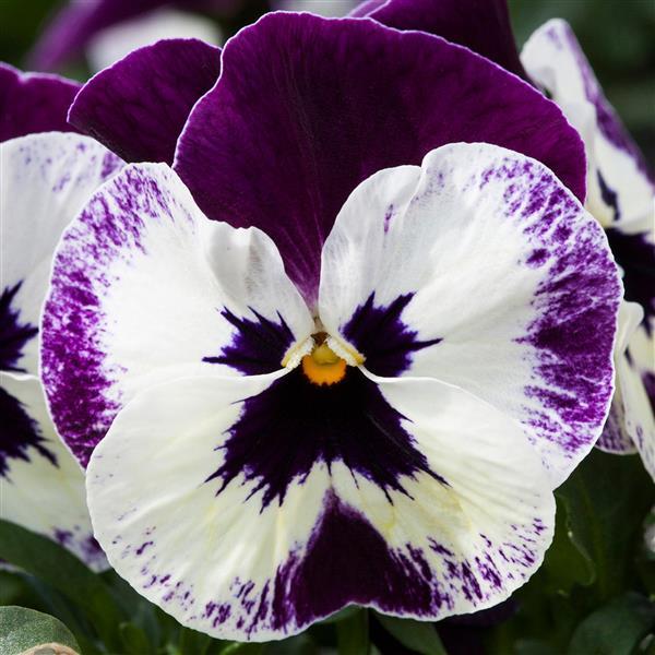 Pansy Freefall Victoriana XL with large trailing blooms in deep purple and white, perfect for hanging baskets and cool-season displays