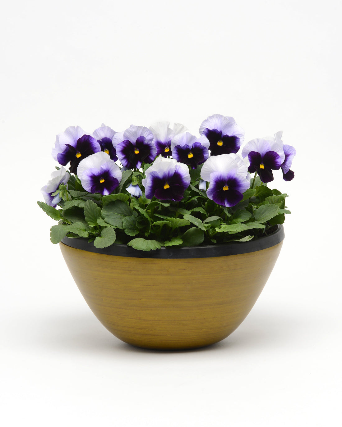“Pansy Spring Matrix Beaconsfield flowers in soft lavender and deep violet tones, blooming in a garden bed”