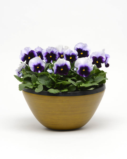 “Pansy Spring Matrix Beaconsfield flowers in soft lavender and deep violet tones, blooming in a garden bed”