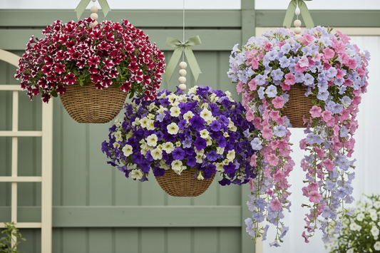 Best Petunia Seeds for Hanging Baskets