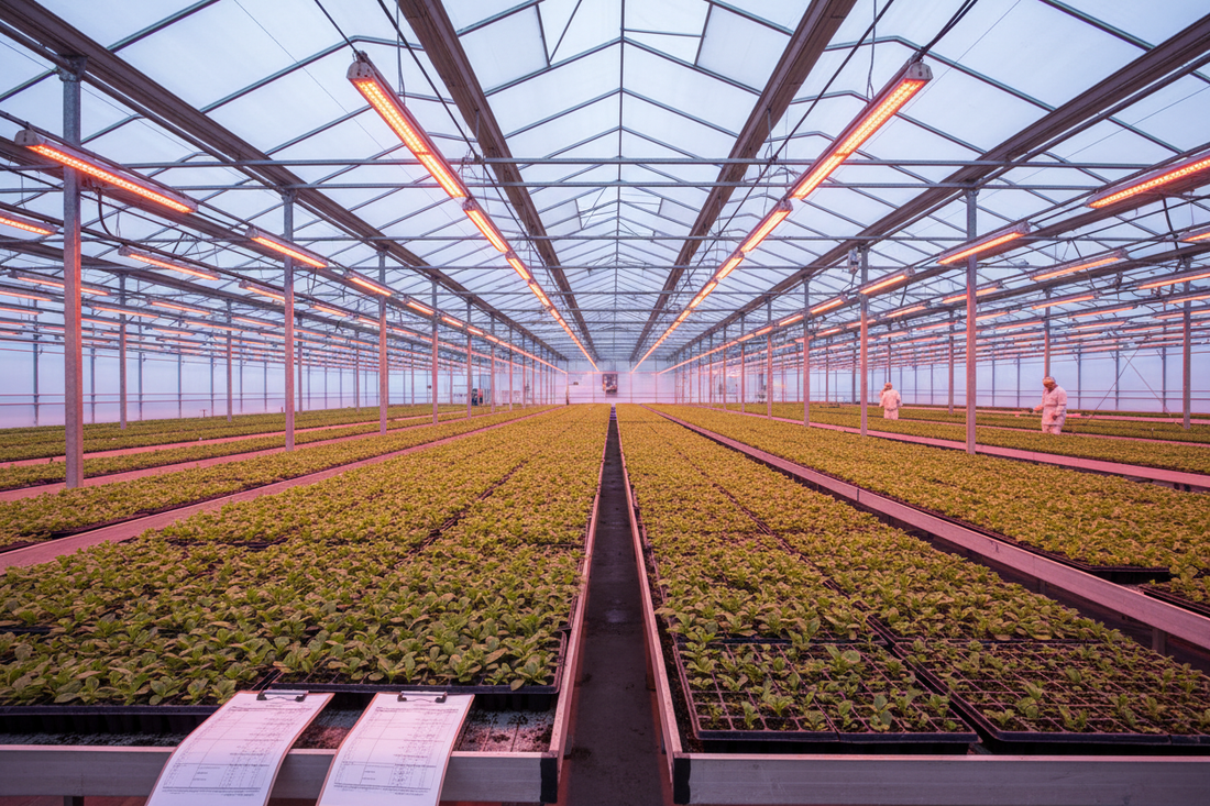 Commercial greenhouse with rows of petunia seedlings under grow lights at various production stages