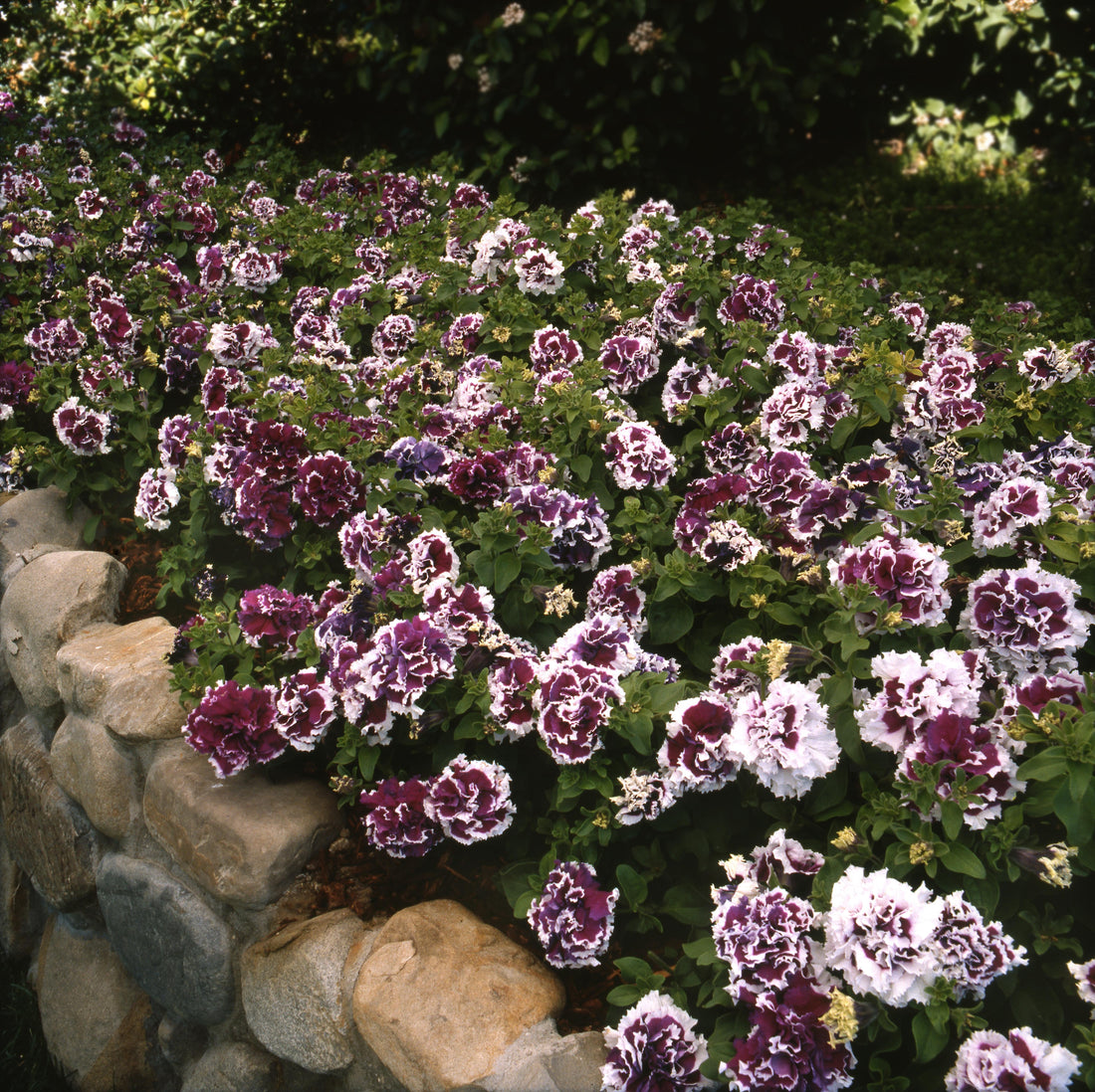 Frilly double blooms of Petunia Double Pirouette Purple in rich violet and white, ideal for containers, baskets, and garden borders