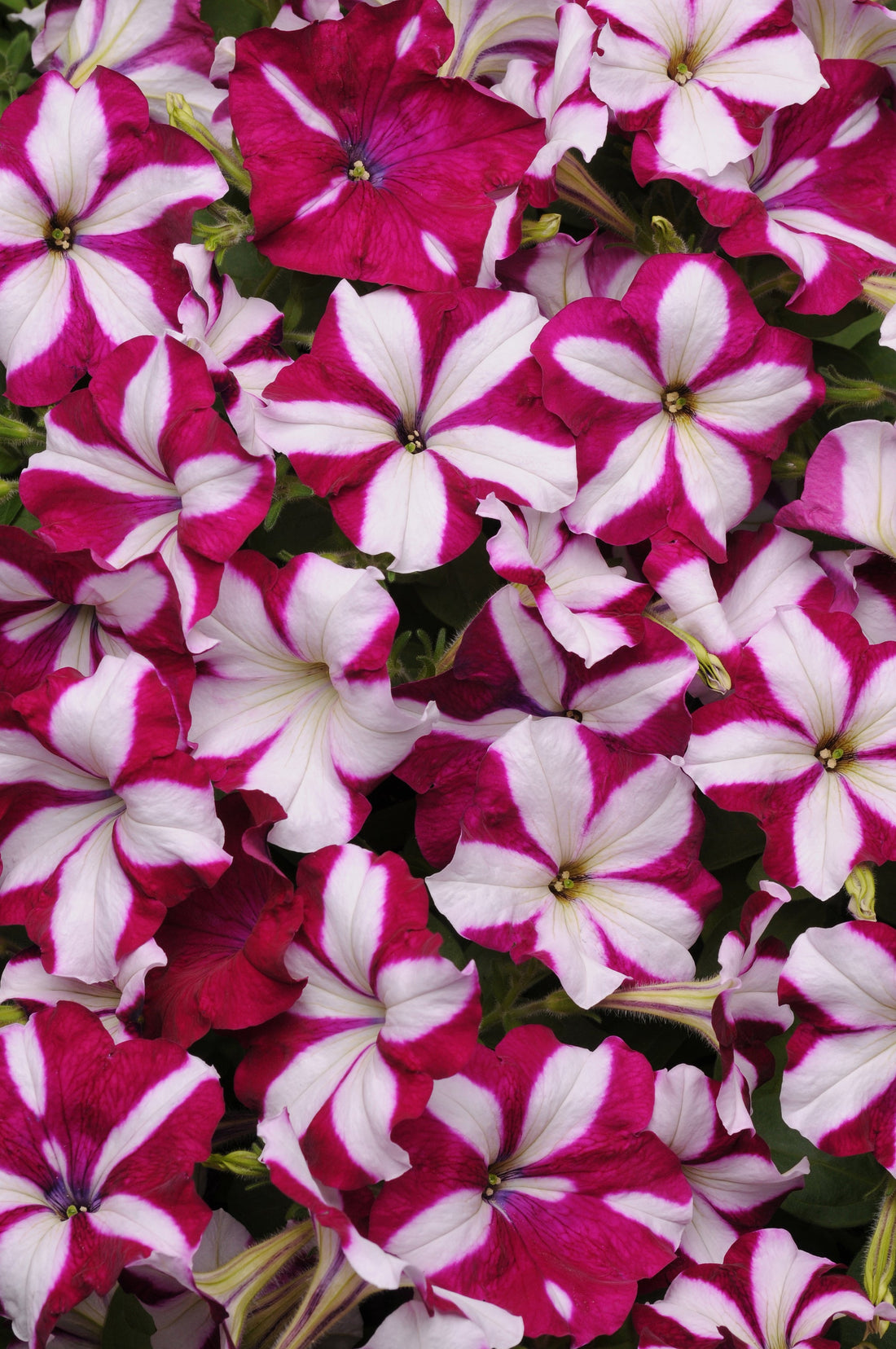 Close-up of Petunia Easy Wave Burgundy Star flowers featuring deep burgundy petals with striking white star-shaped stripes, blooming in a lush summer garden.