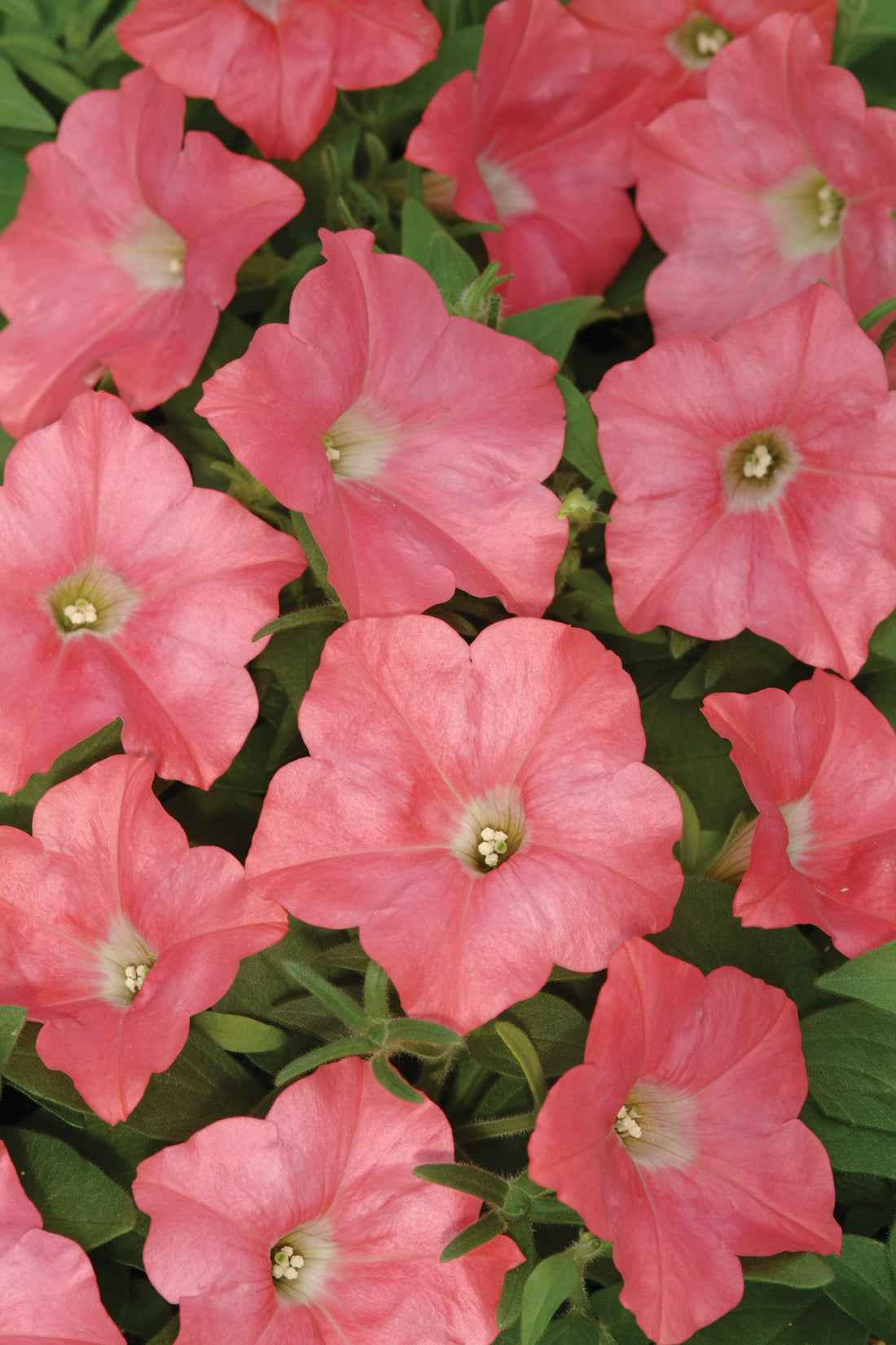 Petunia Easy Wave Coral Reef in full bloom featuring vibrant coral-pink flowers with lush green foliage, ideal for containers, hanging baskets, and sunny garden beds.