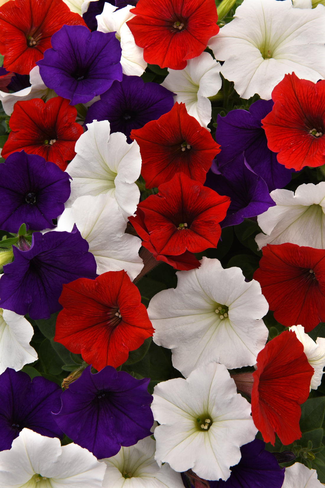 "Red, white, and blue Petunia Easy Wave Flag Mix flowers blooming in a vibrant summer garden, perfect for patriotic displays and hanging baskets."