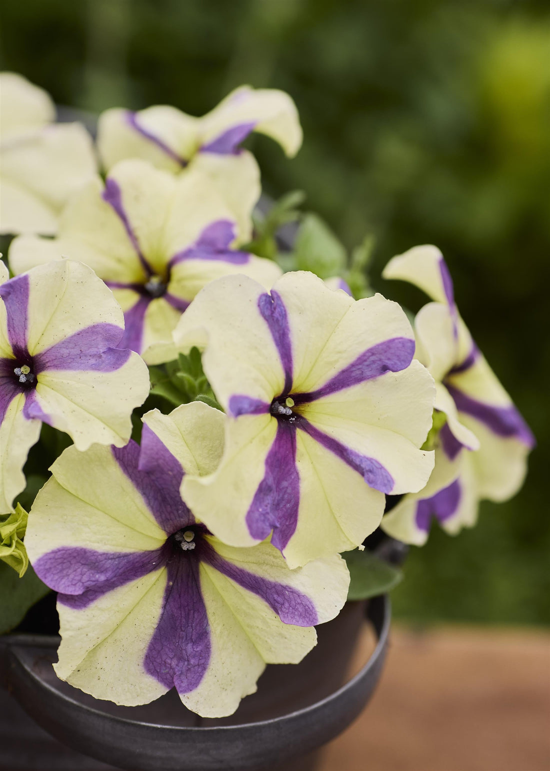 Shake Up Your Garden with Grapeberry Petunias: A Burst of Color and Fragrance