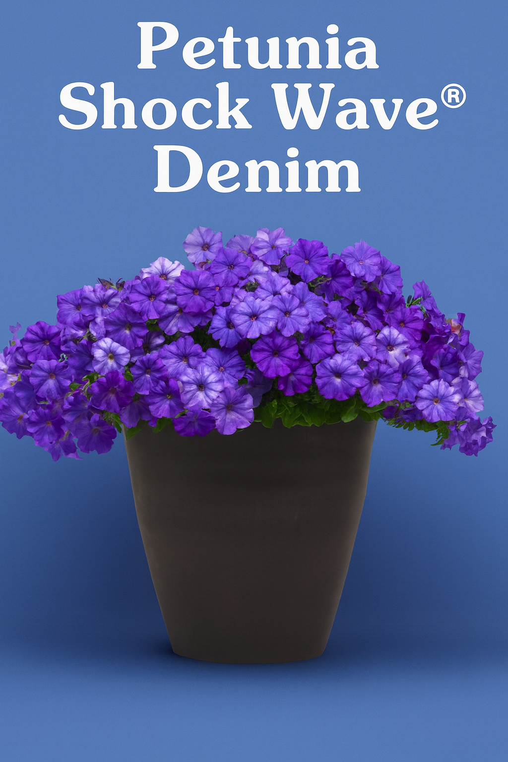 "Trailing Petunia Shock Wave® Denim blooming in a hanging basket with smoky blue and violet flowers."