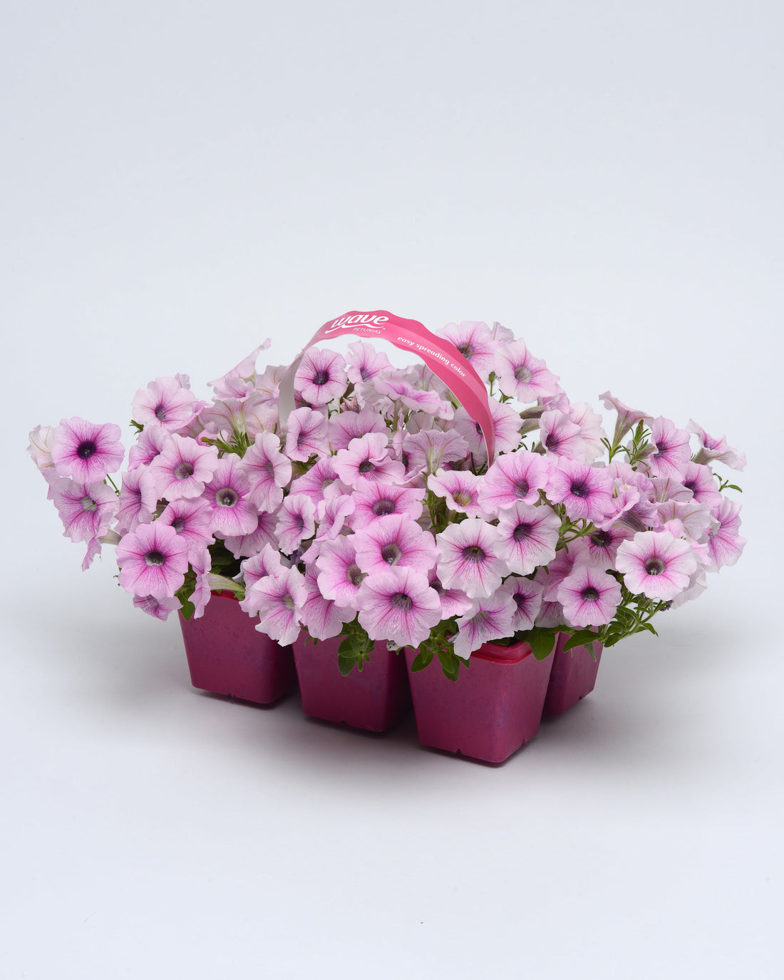 Vibrant blooms of Petunia Shock Wave® Pink Vein with soft pink petals and rich magenta veining in a container garden.