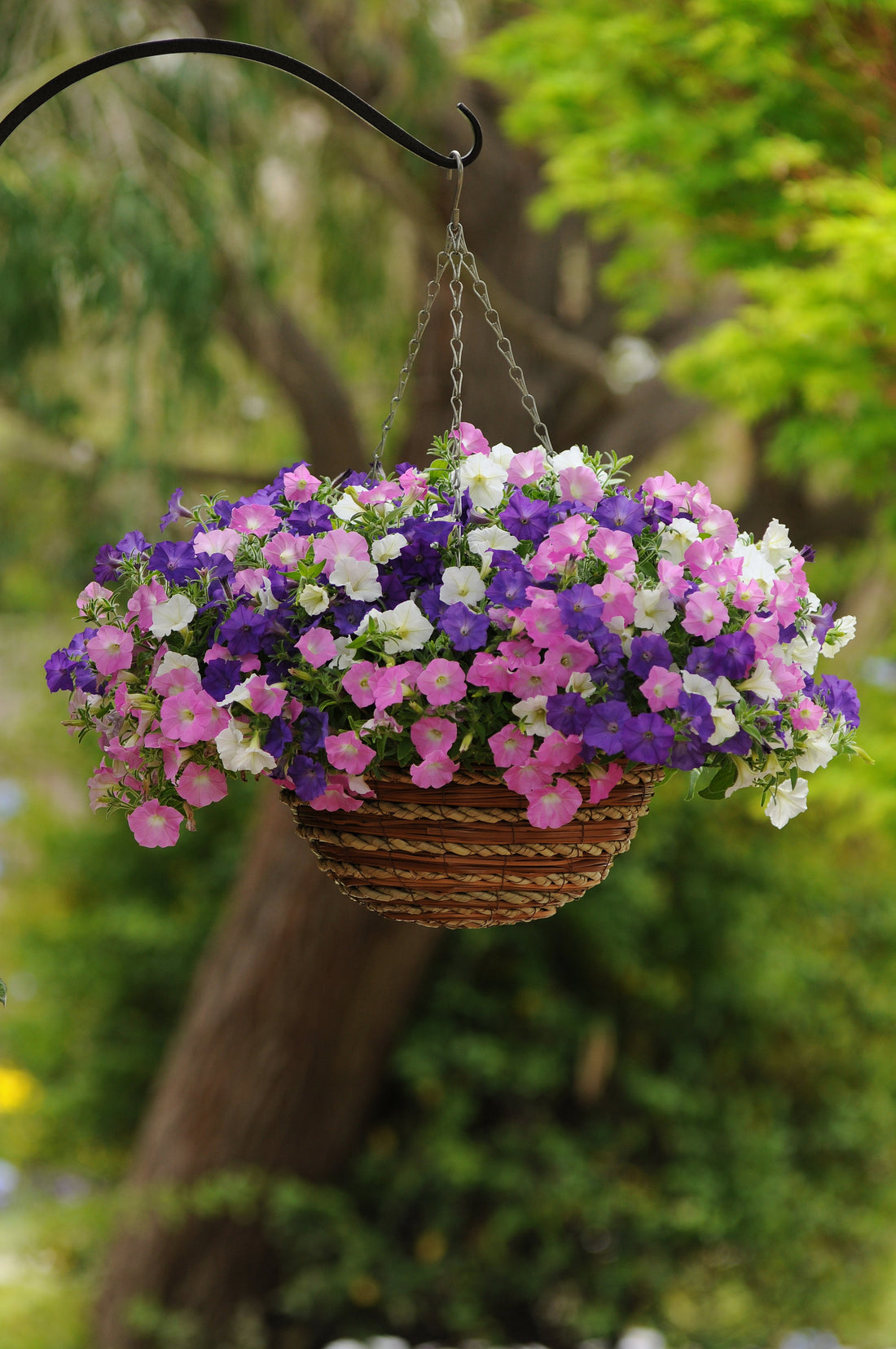 Colorful blooms of Petunia Shock Wave® Spark Mix in shades of pink, lavender, and purple with dark veining, spilling from a garden container.