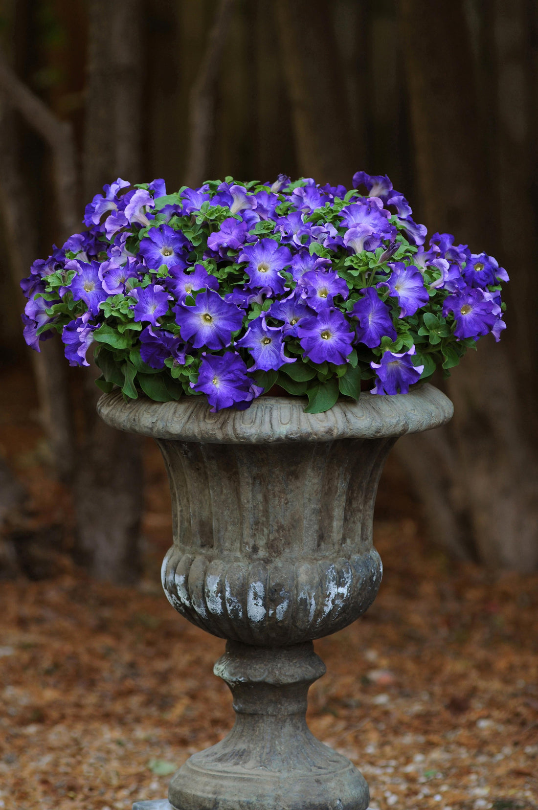 "Petunia Sophistica Blue Morn blooming with lavender-blue petals and soft yellow centers in a summer flower bed."