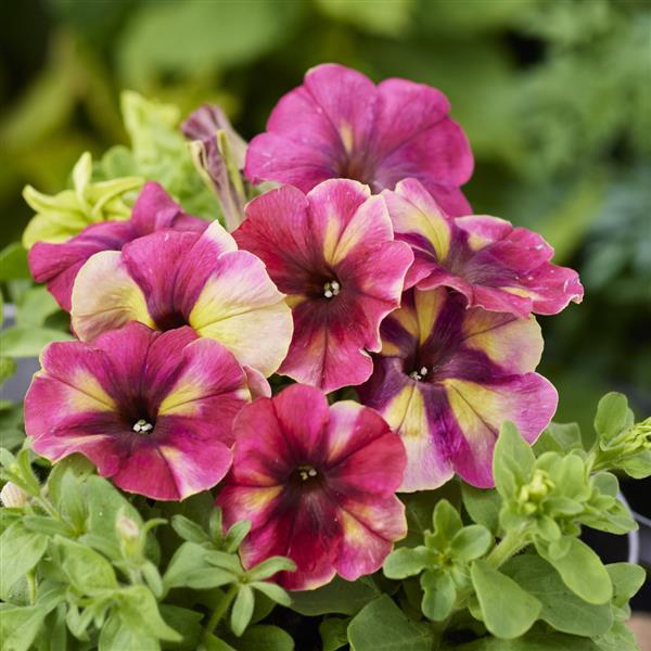 Petunia Shake bulk seeds in a vibrant mix of colors for hanging baskets and garden beds