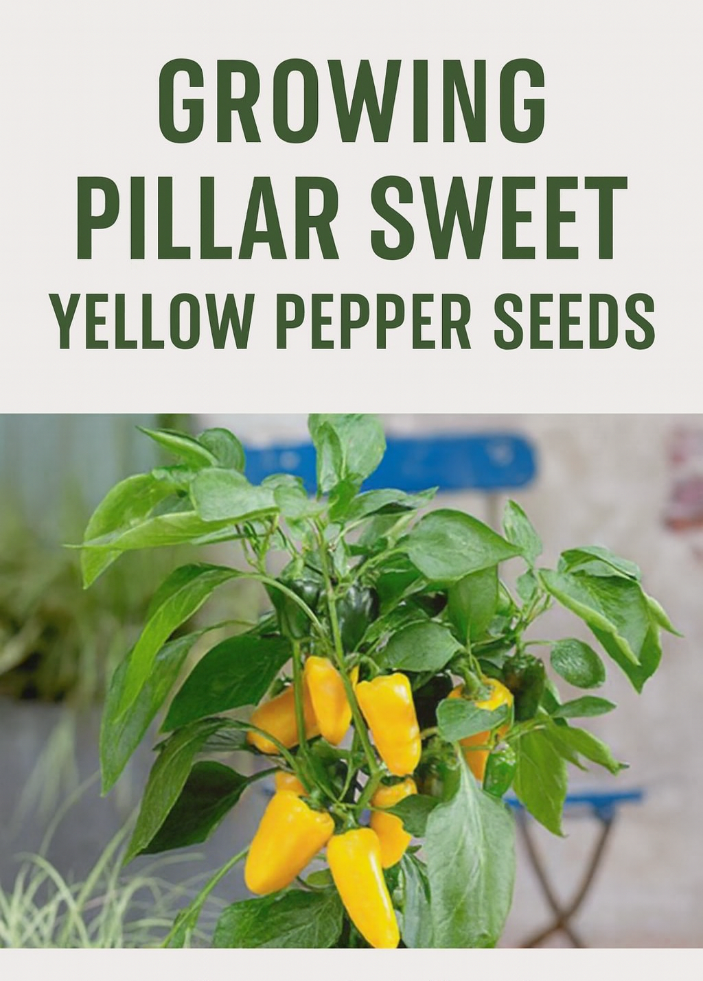 Healthy Pillar Sweet Yellow Pepper plant loaded with bright golden fruits in a decorative pot, perfect for home gardens and bulk growers alike