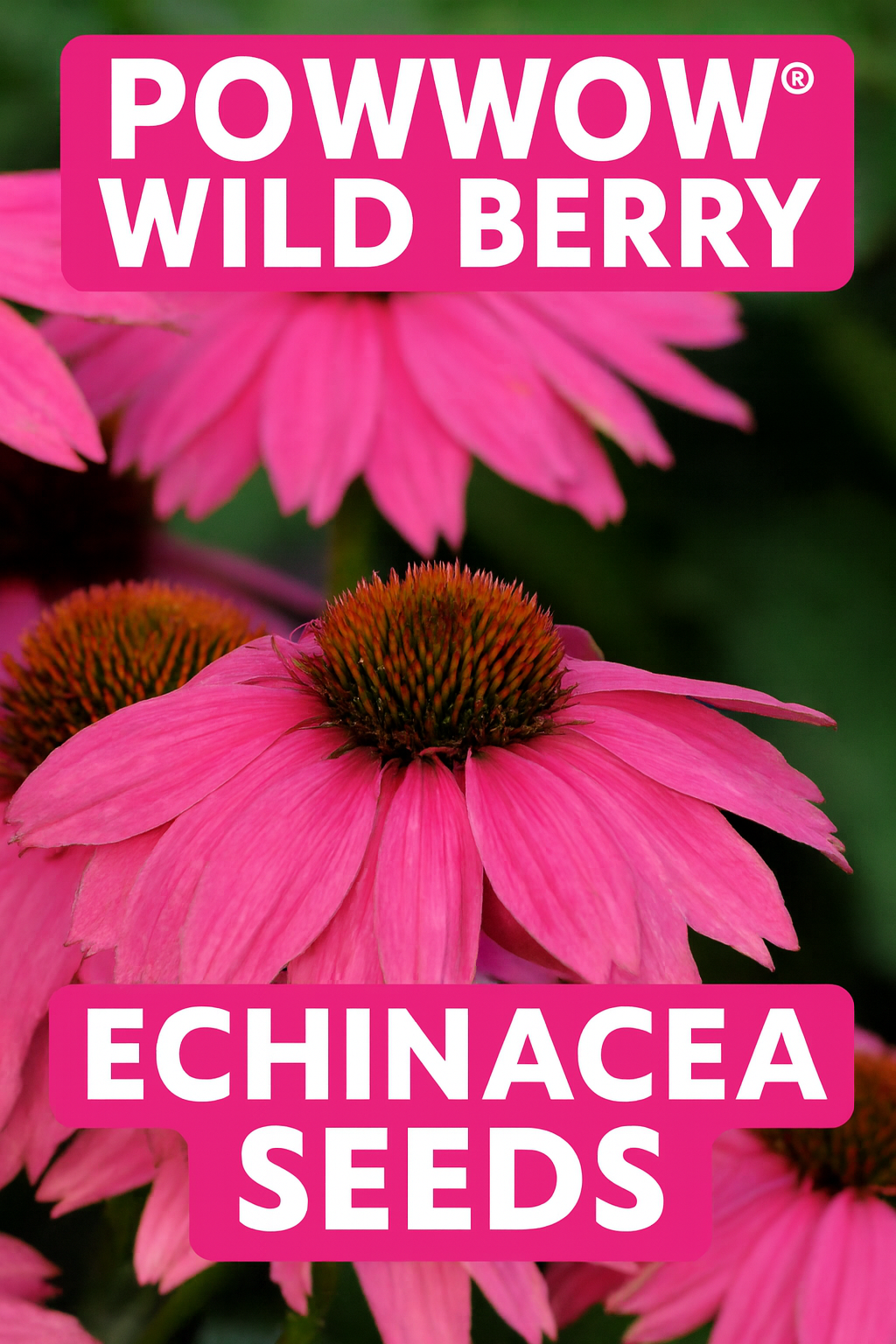 PowWow® Wild Berry Echinacea Coneflower with vibrant magenta-purple blooms, perfect for perennial gardens and cut flowers