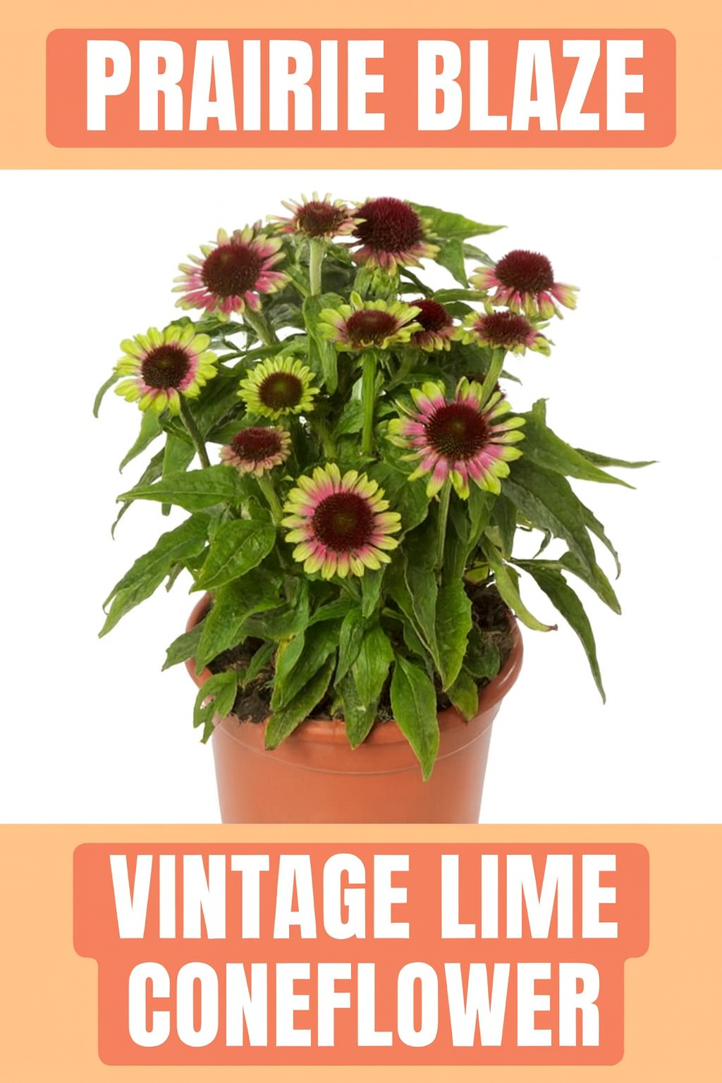 Prairie Blaze Vintage Lime Echinacea Coneflower blooming with lime-green petals and burgundy centers in a garden pot