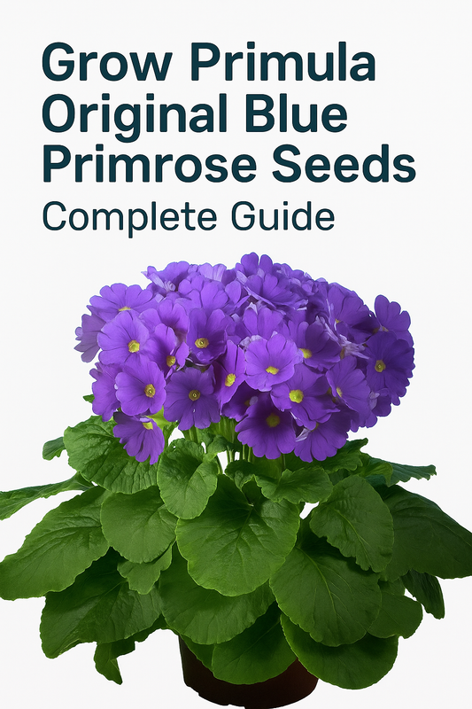 Primula Original Blue Primrose Seeds – A Gardener’s Guide to Vibrant Blooms