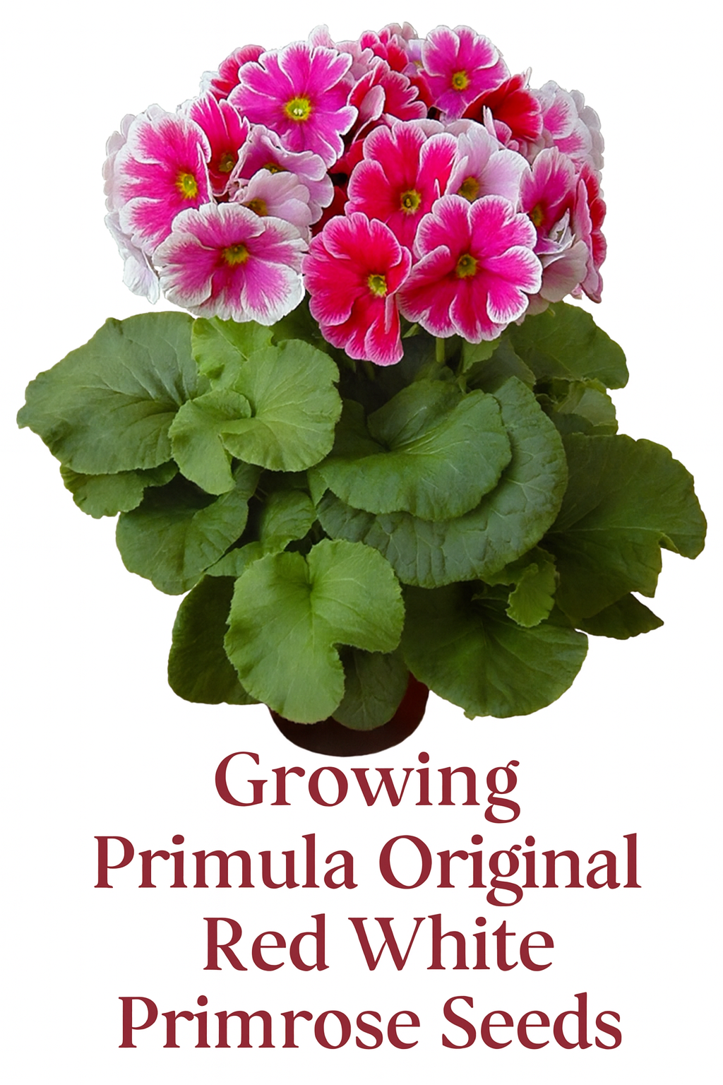 Primula Original Red White Primrose in bloom, showing vibrant red petals with crisp white edging and lush green foliage, grown from primrose seeds