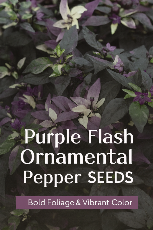 Purple Flash Ornamental Pepper plants with striking deep purple foliage, variegated leaves, and vibrant ornamental peppers — perfect for containers, borders, and seasonal décor