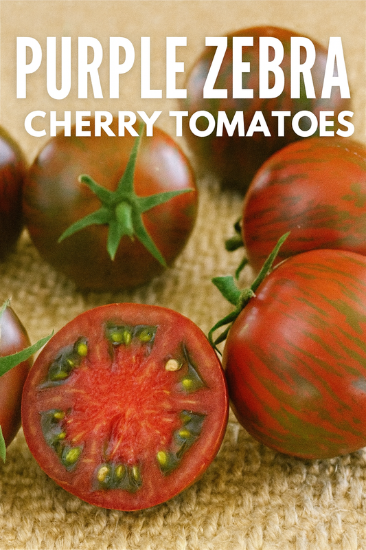 Close-up of Tomato Purple Zebra F1 hybrid cherry tomatoes with purple and green striped skin.