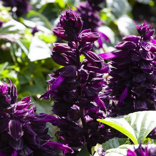 Salvia Mojave Purple flowers blooming in summer bedding display