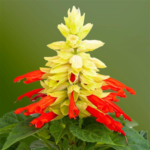 Salvia Mojave Red Bicolor flowers in full bloom with red and white spikes