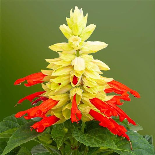 Salvia Mojave Red Bicolor flowers in full bloom with red and white spikes