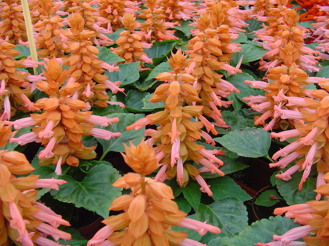 Salvia Reddy Pink seeds blooming in compact bedding display