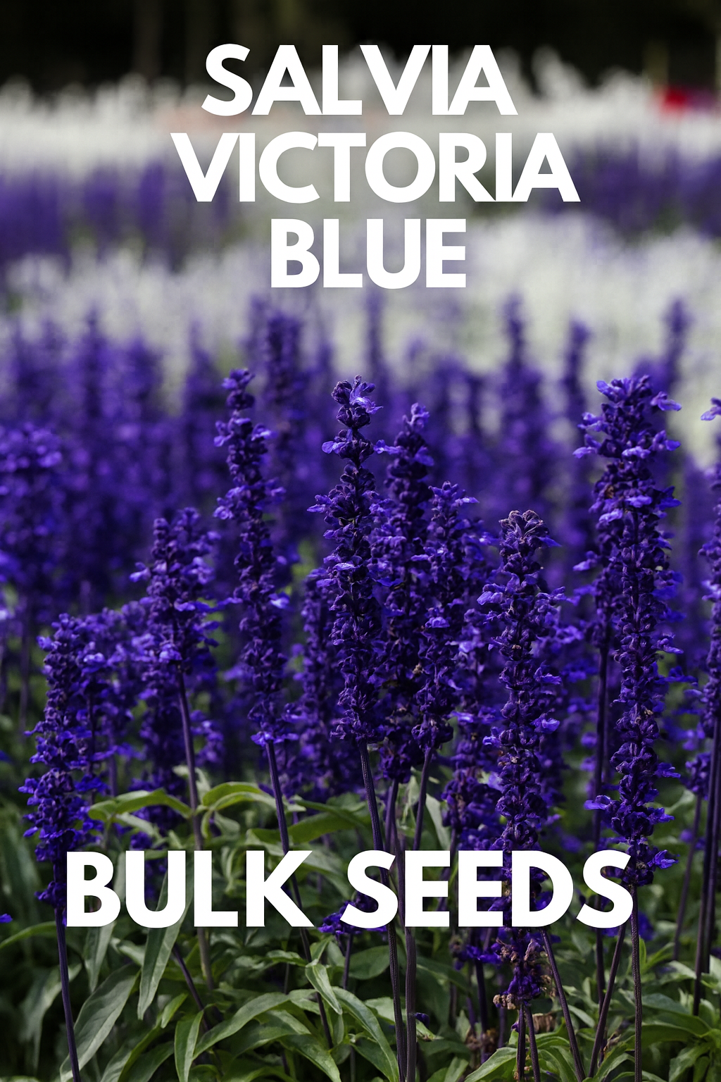 Salvia Victoria Blue flowers in full bloom with deep blue flower spikes