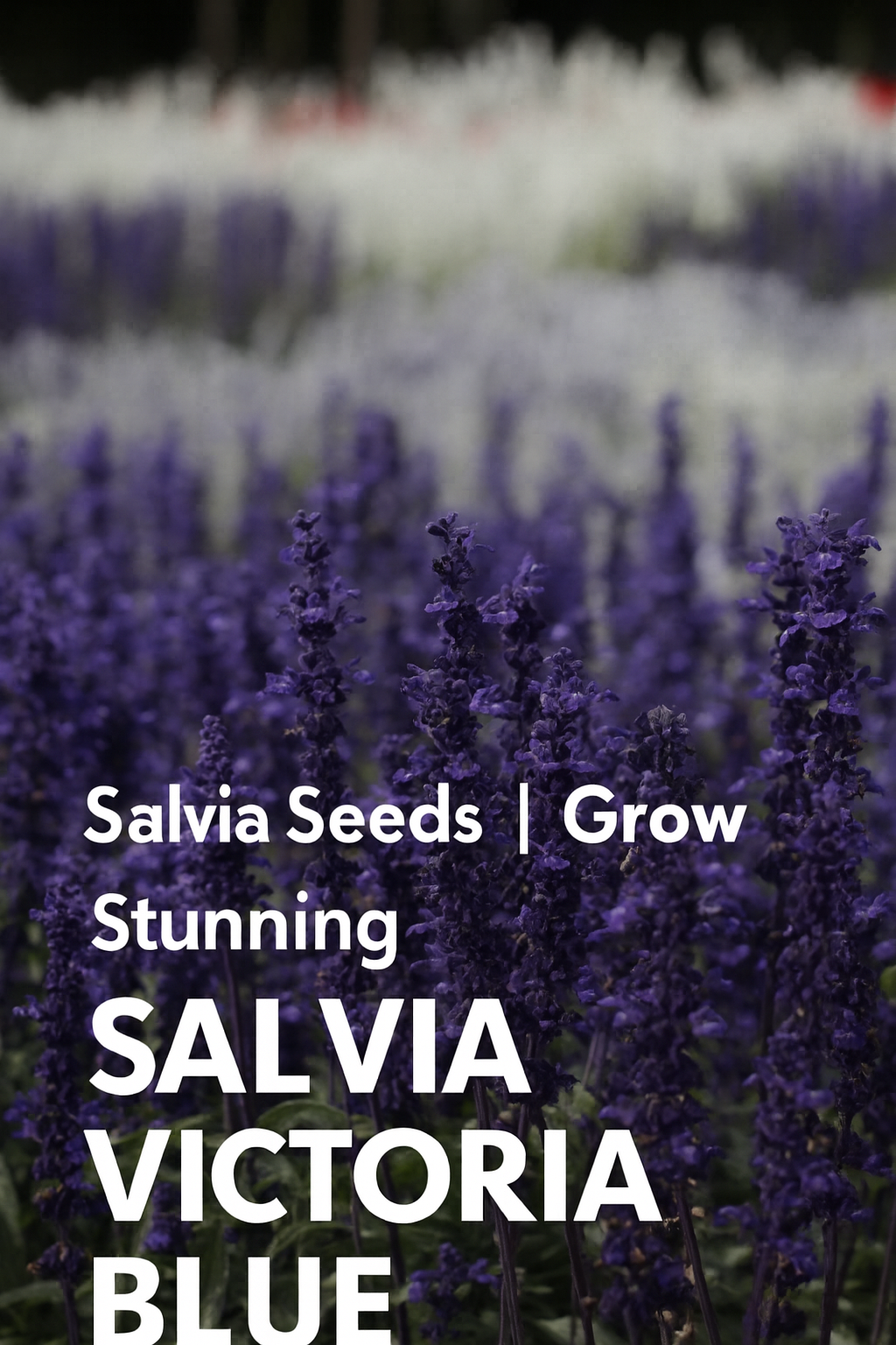 Vibrant Salvia Victoria Blue flowers in full bloom, showcasing tall spikes of rich blue color ideal for pollinator gardens, cut flowers, and summer landscapes