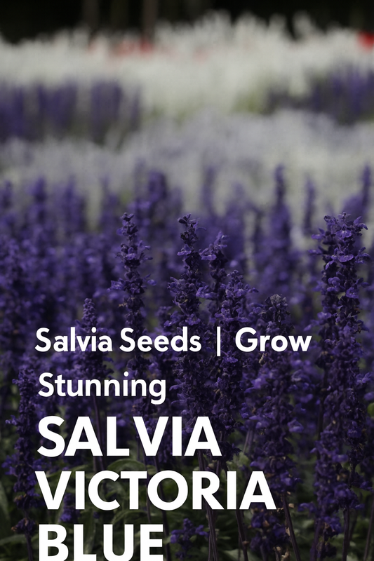Vibrant Salvia Victoria Blue flowers in full bloom, showcasing tall spikes of rich blue color ideal for pollinator gardens, cut flowers, and summer landscapes