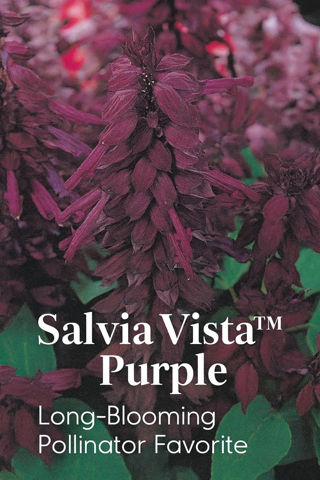 Deep purple Salvia Vista™ blooms in full color — compact, heat-tolerant flowers ideal for garden beds, borders, and pollinator-friendly containers
