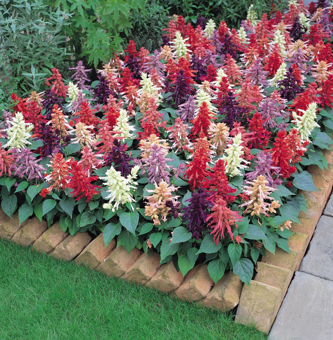 Salvia Vista™ Mix colorful blooms – bulk salvia seeds