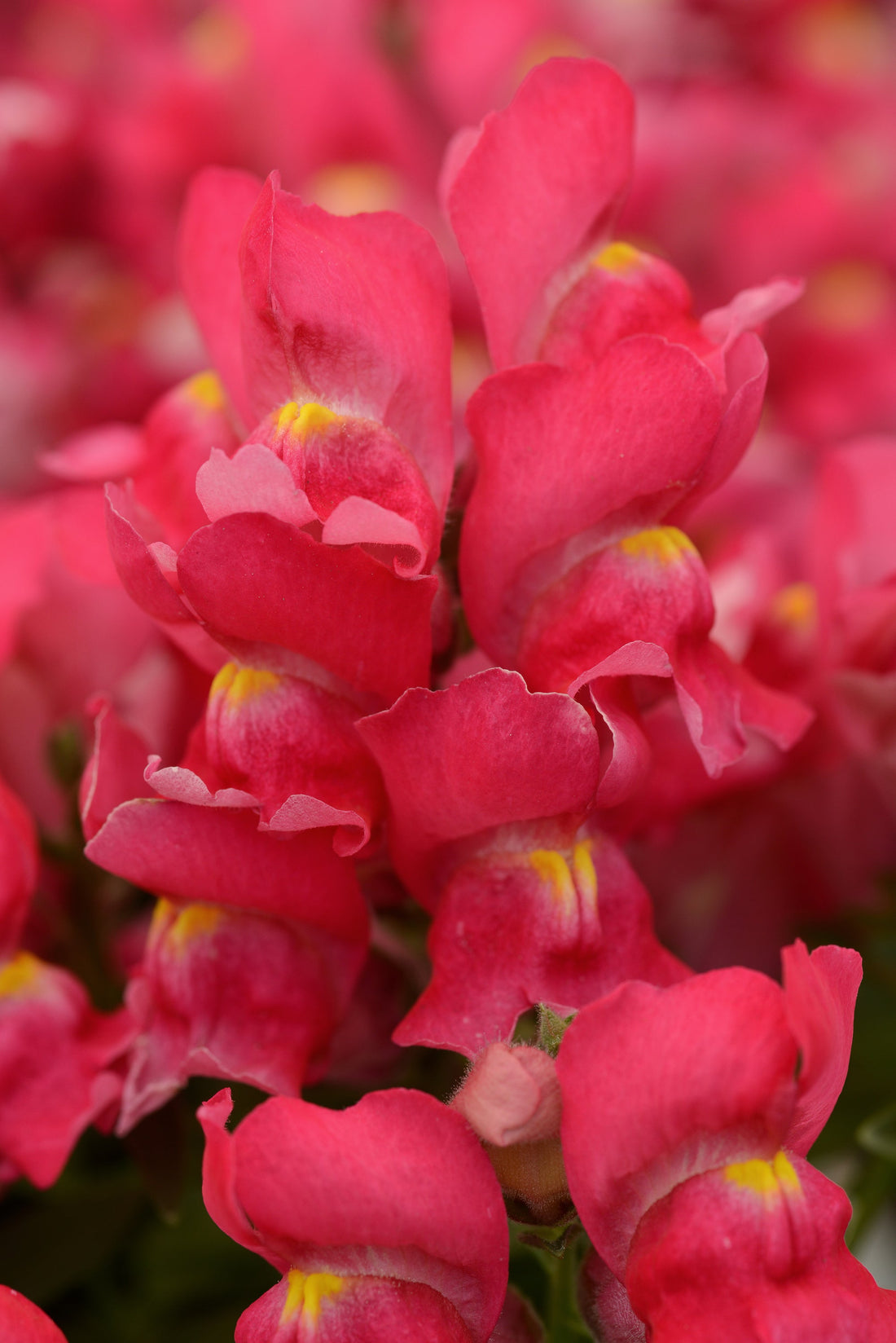 Close-up of Snapdragon Snapshot™ Rose flowers in full bloom, showing soft rose pink petals in a compact garden setting.