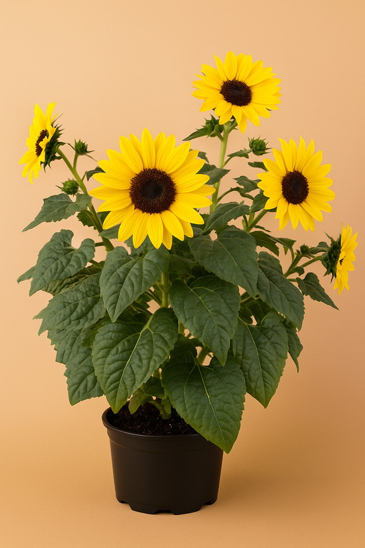 Sunfinity Sunflower Seeds – Long-Blooming Hybrid Yellow Blooms