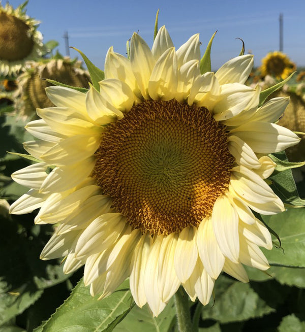 Pro Cut Lite White Sunflower – elegant white petals and florist-quality bloom on strong single stem