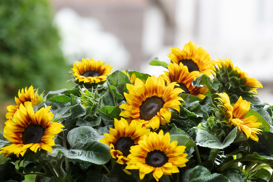 Solsation Flame Sunflower – vibrant flame-colored petals on branching sunflower variety