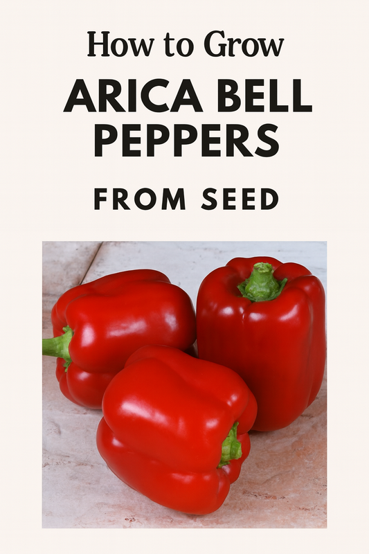 Bright red Arica Bell Peppers with smooth glossy skin, harvested from sweet pepper seeds, perfect for home gardens and fresh cooking