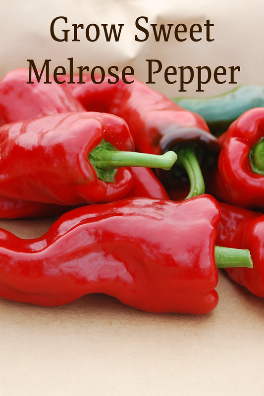 Freshly harvested Sweet Melrose peppers with glossy red skin, perfect for home gardens and cooking