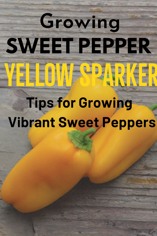 Bright yellow Sweet Pepper Yellow Sparkler peppers freshly harvested, known for their crisp texture and sweet flavor – perfect for home gardens or bulk growers