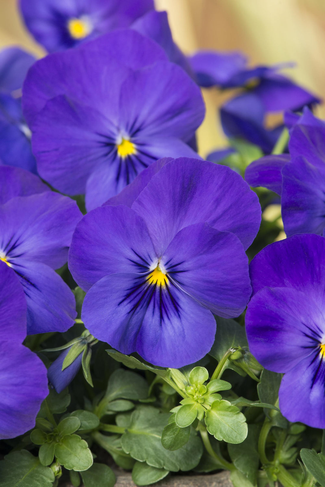 Trailing Pansy Cool Wave Blue with rich violet-blue flowers spilling from a basket in a spring garden.