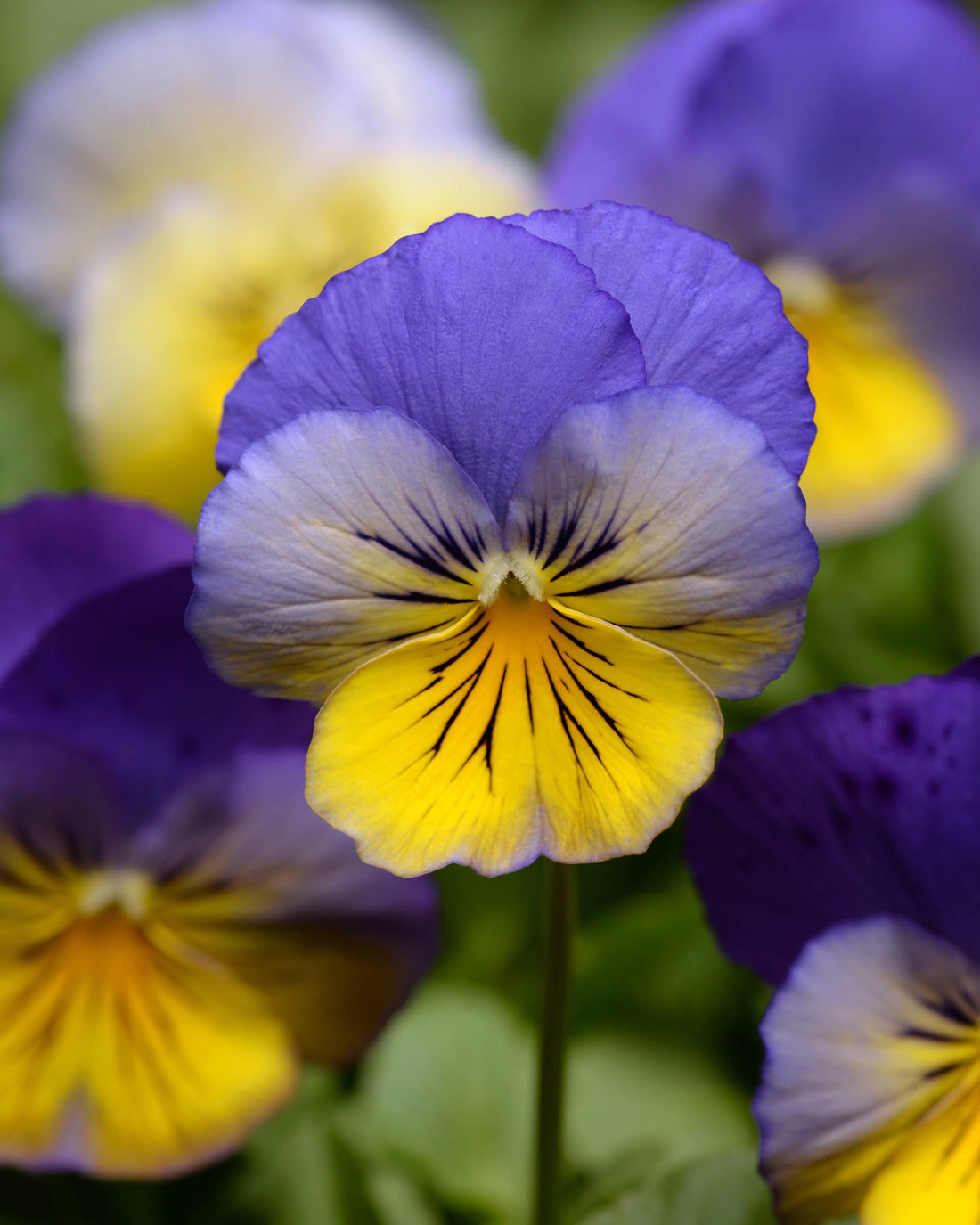 Trailing Pansy Cool Wave Morpho with bold violet-blue and yellow flowers cascading from a hanging basket in early spring.