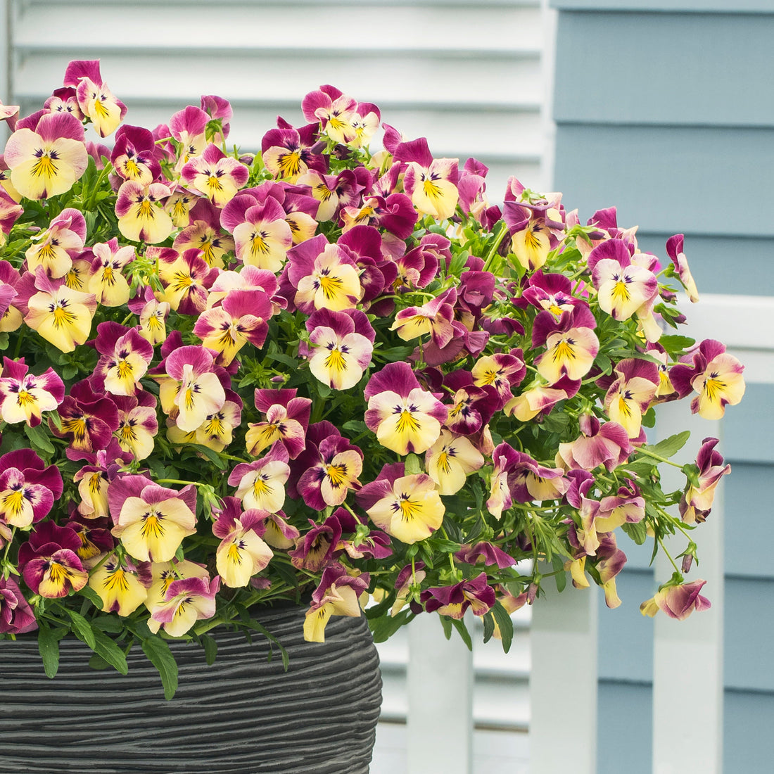 Trailing Pansy Cool Wave Strawberry Swirl with creamy yellow and soft pink flowers cascading from a planter in early spring.