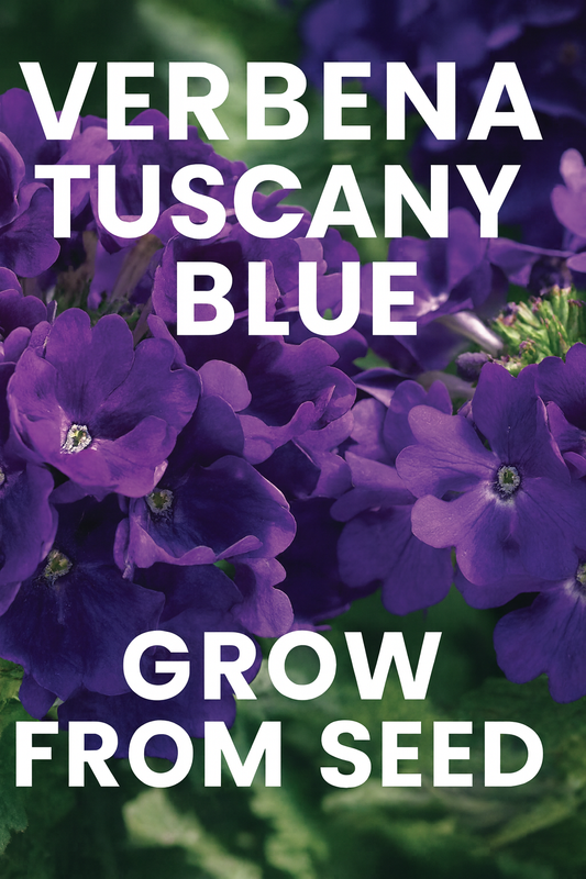 Verbena Tuscany Blue flowers in full bloom with clusters of deep blue-violet petals.